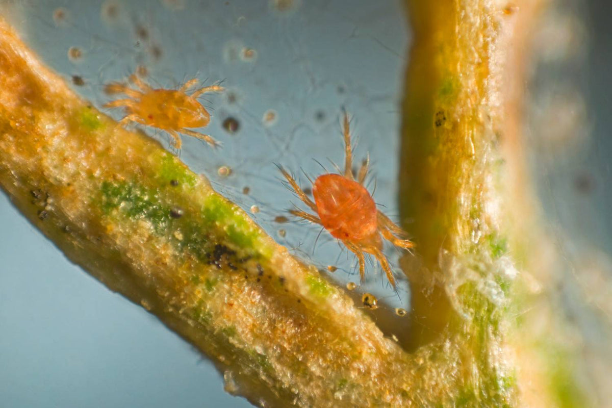 red spider mites tomato plants