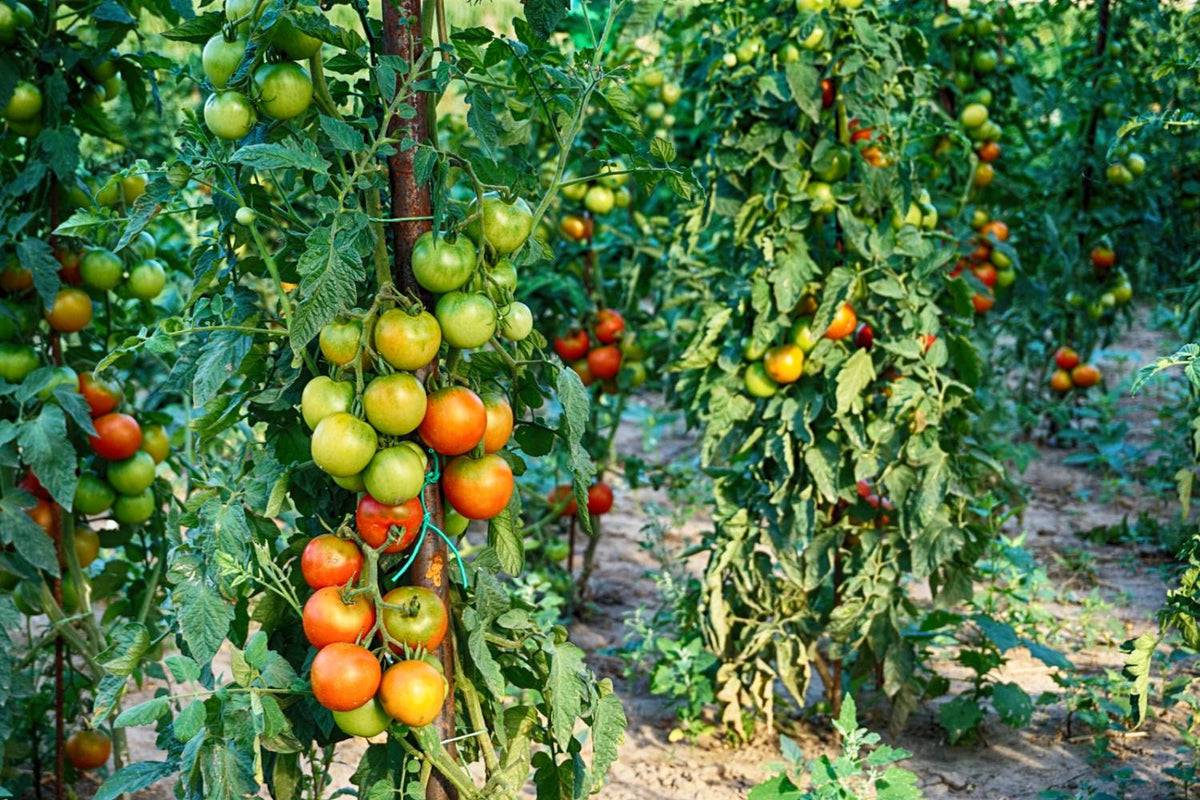 Spacing for Tomato Plants: What You Need to Know – Humboldts Secret Supplies
