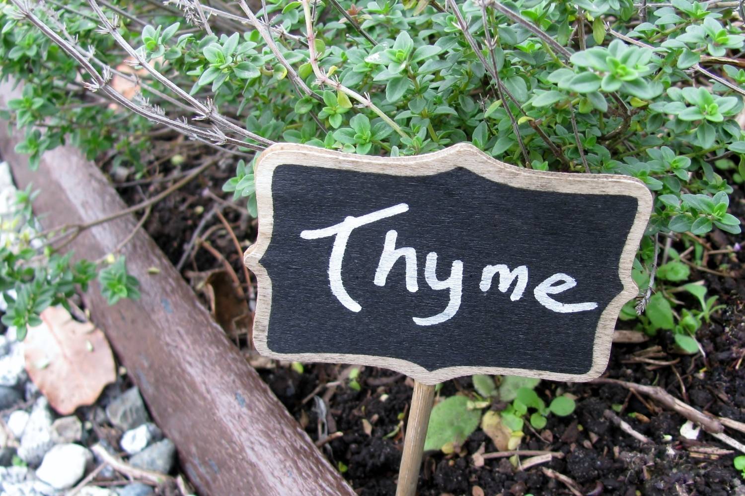 Thyme Companion Plants: What You Should Grow with Thyme  Humboldts Secret  Supplies