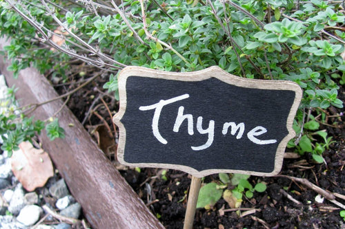 Thyme Companion Plants: What You Should Grow with Thyme