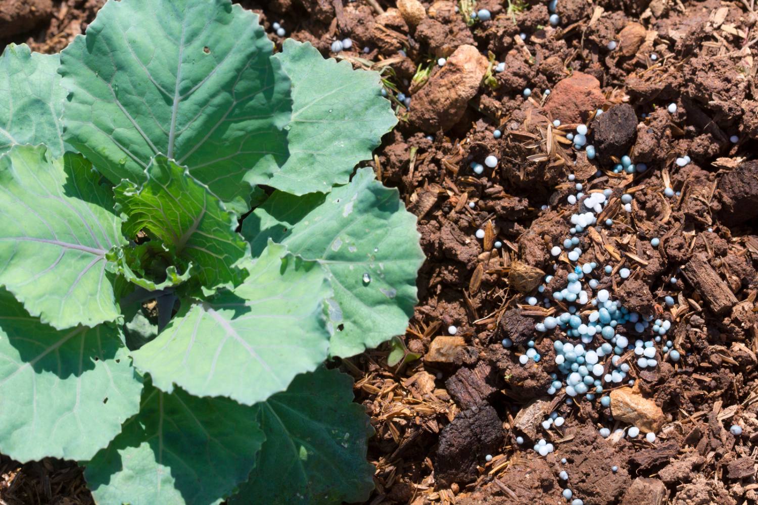 How to Fix a Calcium Deficiency in Plants  Humboldts Secret Supplies