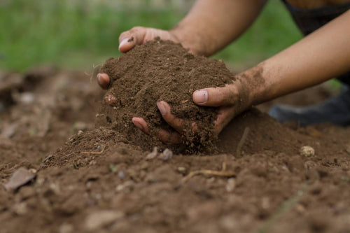 Blood Meal Fertilizer: How it Can Help Your Garden Soil