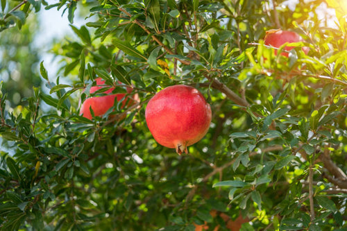 How to Grow Pomegranate Tree From Seed