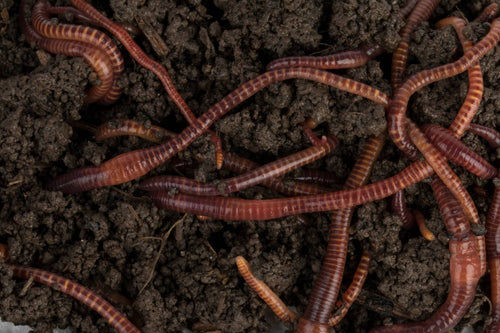 Types of Garden Worms