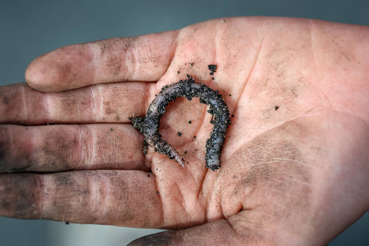 Are Worms Good For Gardens Secret Supplies are-worms-good-for-gardens-secret-supplies