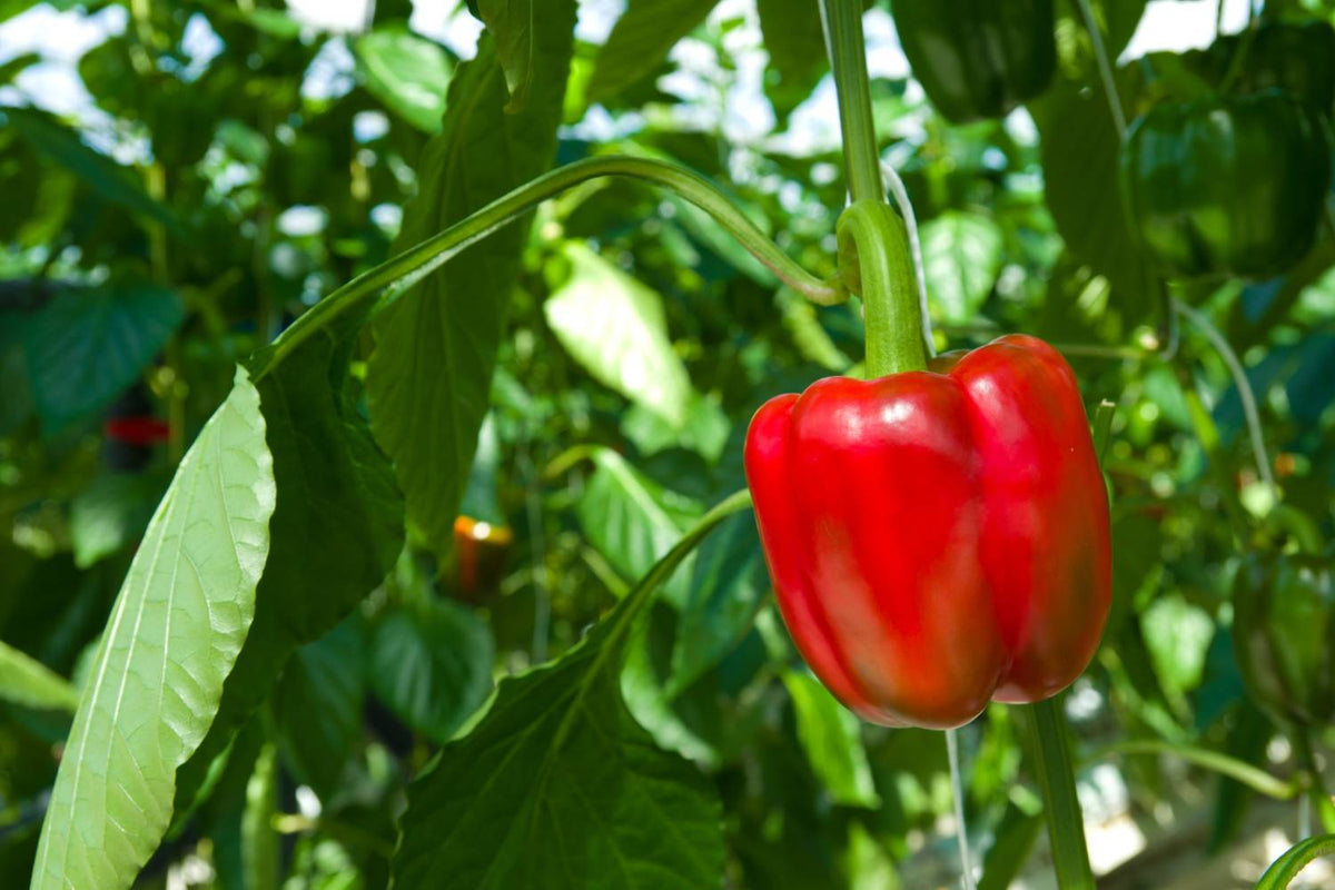 When to Pick Bell Peppers - Best Time to Harvest - Pepper Geek