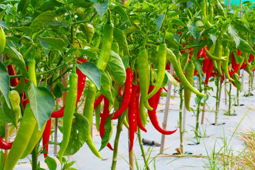 Best Fertilizer for Peppers: Flower and Fruit Production