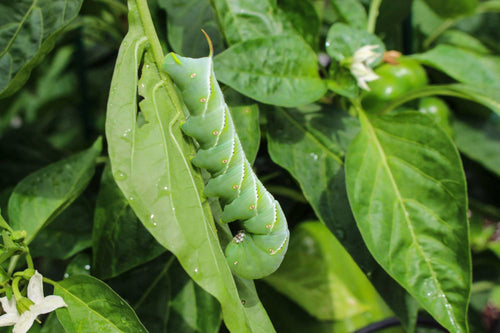 How to Get Rid of Hornworms in Your Garden