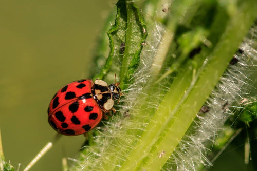 Ladybugs for Aphids Infestation: Natural Insecticide