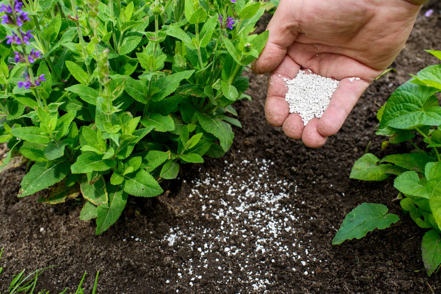Bone Meal: How to Use This Natural Fertilizer  Humboldts Secret Supplies