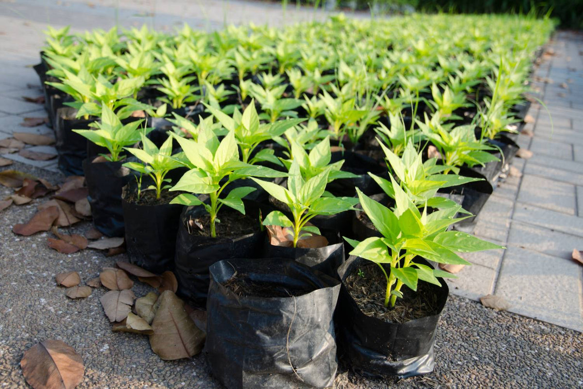 Grow Bags for Gardening Pros and Cons Humboldts Secret Supplies