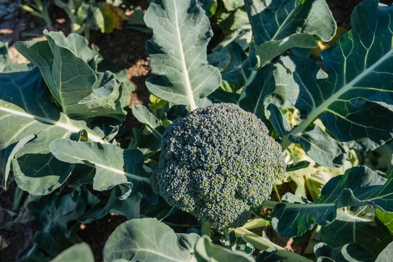 Broccoli Plant Growing Stages  Humboldts Secret Supplies