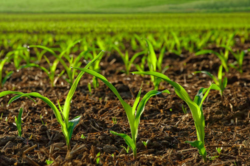 How Deep to Plant Corn: Optimal Seed Planting Depth