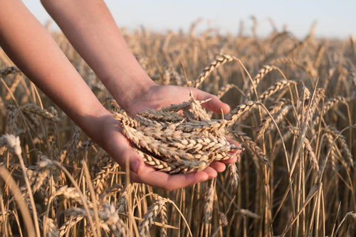 When is Wheat Harvested? Seasonal Growing Guide