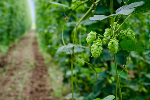 When to Harvest Hops: Best Time to Pick