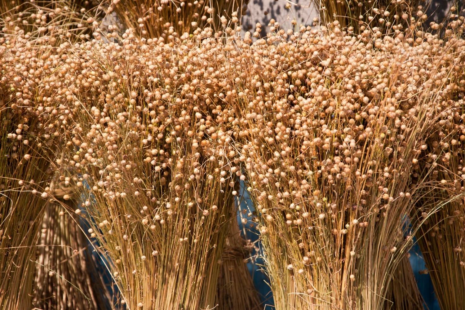How to Grow Flax Seeds  Humboldts Secret Supplies