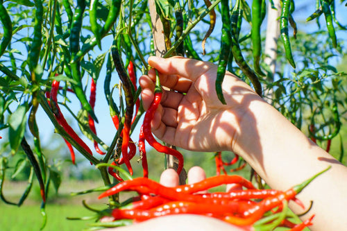 When to Pick Cayenne Peppers for the Best Taste