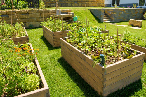 Can You Use Pressure Treated Wood in a Vegetable Garden?