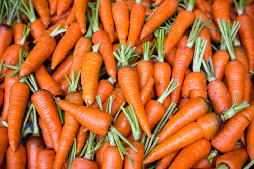How to Grow Carrots in Hydroponics