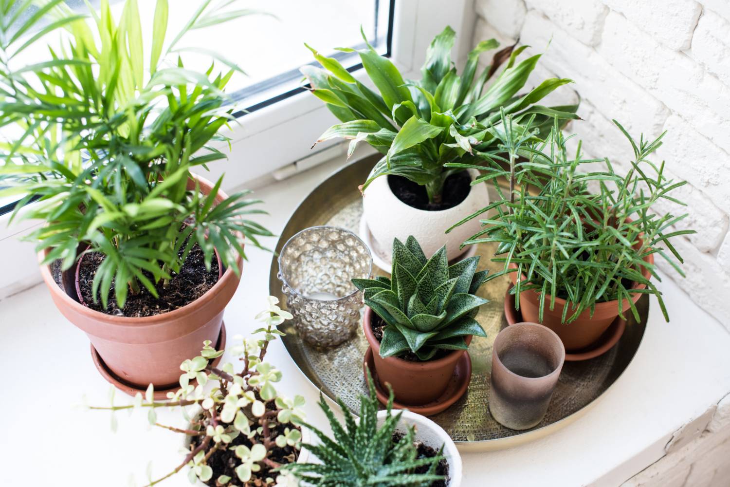 Best Natural Fertilizer for Indoor Plants  Humboldts Secret Supplies