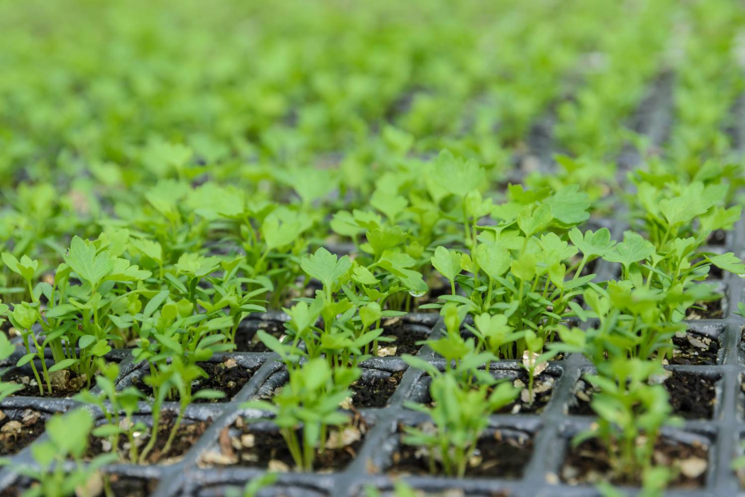 Growing Celery from Seed  Humboldts Secret Supplies
