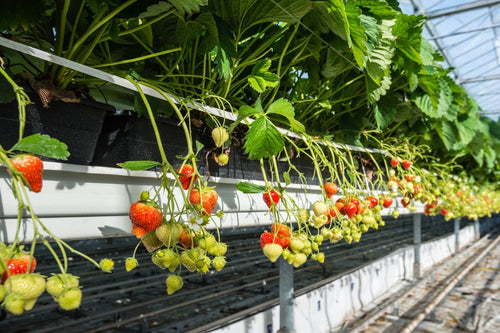 Growing Strawberries in Hydroponics