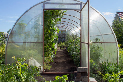 Best Methods for Cooling a Greenhouse