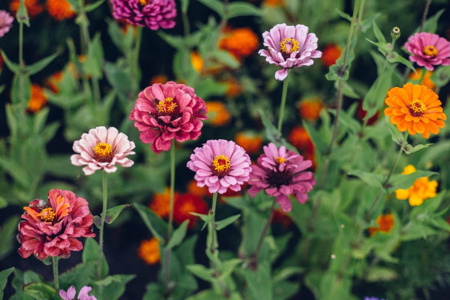 Fast-Growing Flowers to Plant in Your Garden  Humboldts Secret Supplies