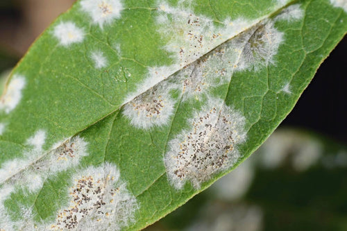 White Spots on Plant Leaves: Is It Powdery Mildew?
