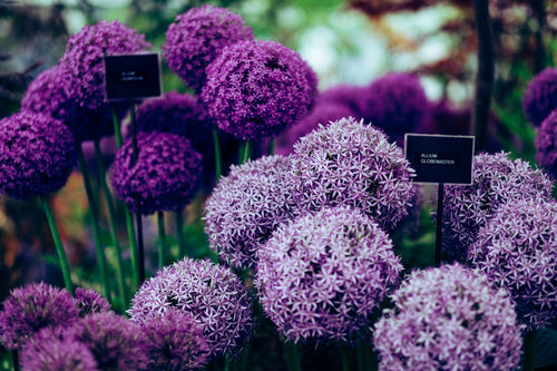 Bring Purple Perennials to the Garden