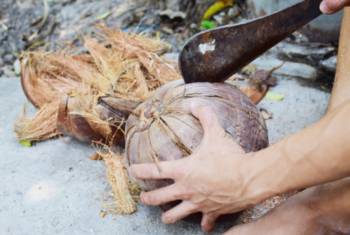 Coconut Coir: The New Gardening Superstar