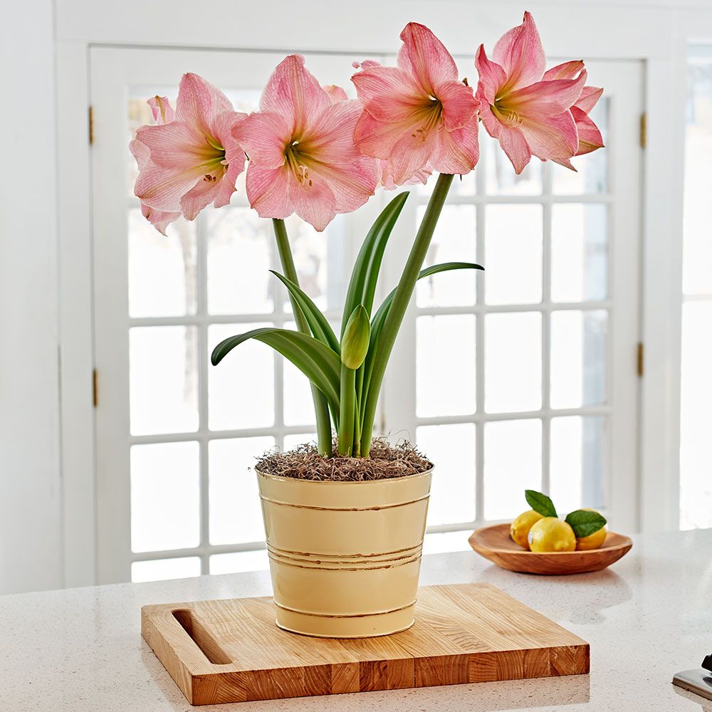 Growing Amaryllis 
