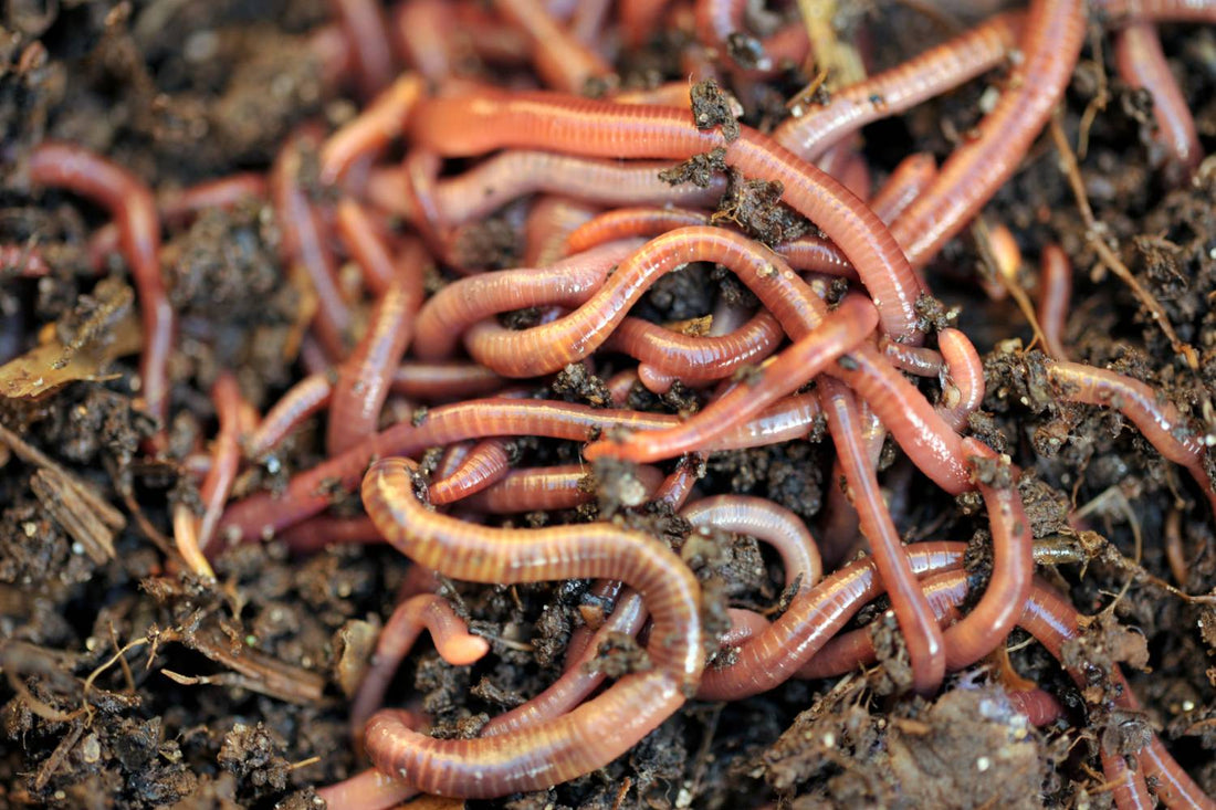 How to Use Worm Castings in Your Garden Soil