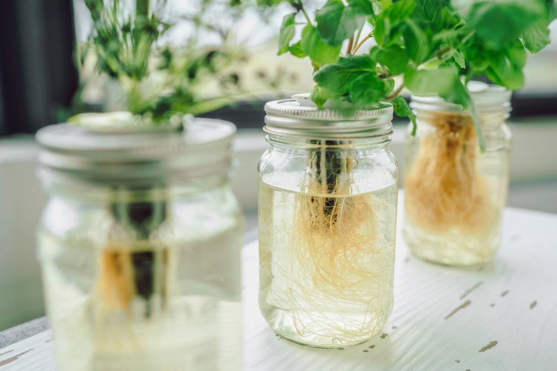 Best Herbs for Hydroponics