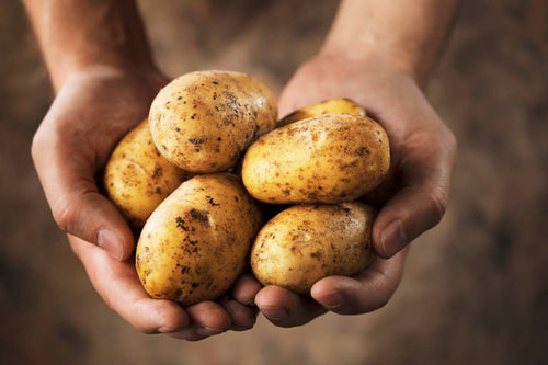 Hydroponic Potatoes: How-to Guide