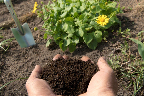 Is Horse Manure Good for Gardens?