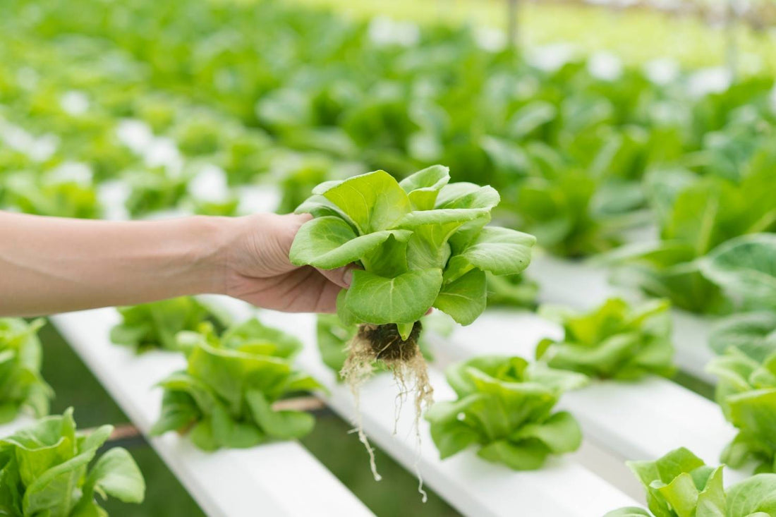 Best Hydroponic Grow Nutrients