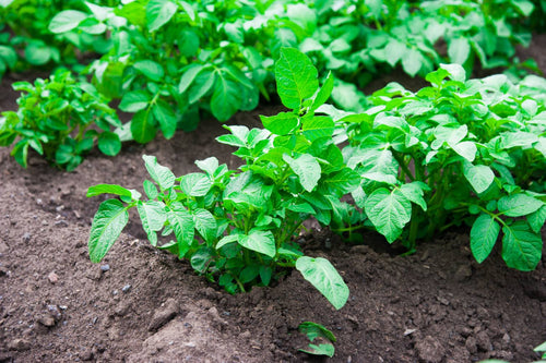 Best Fertilizer for Potatoes: Increase Plant Growth