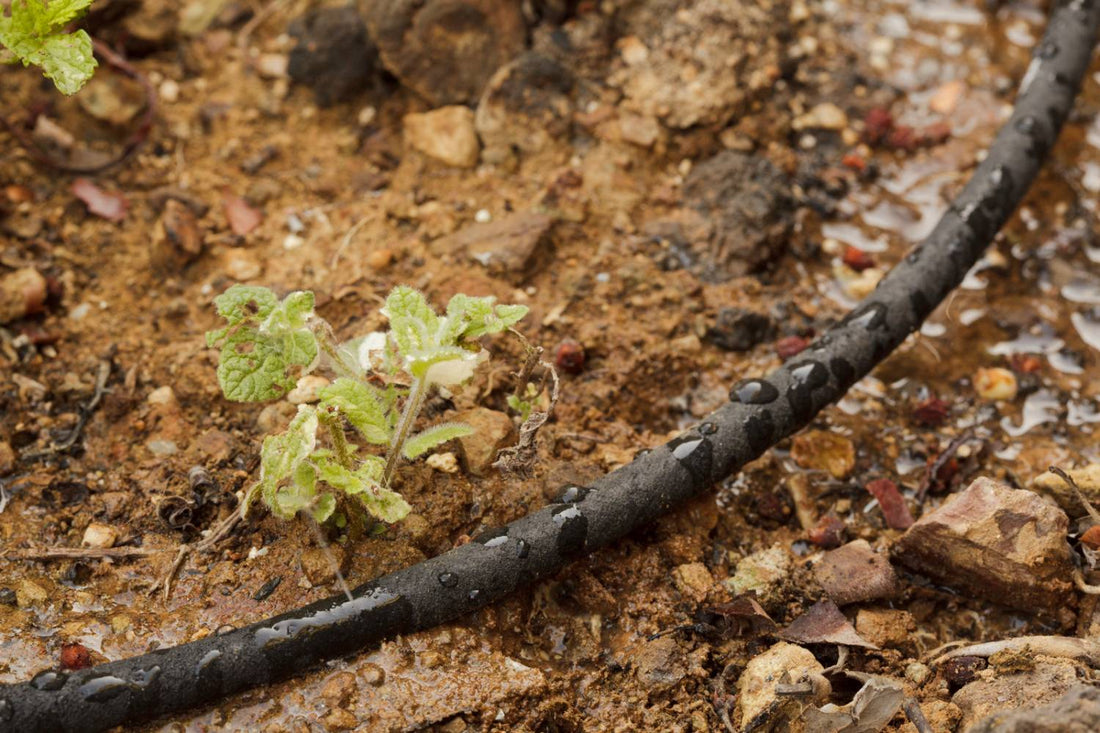 How to Use a Soaker Hose in Your Vegetable Garden