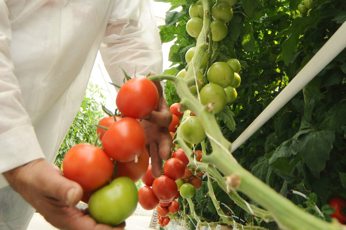 How to Grow Hydroponic Tomatoes