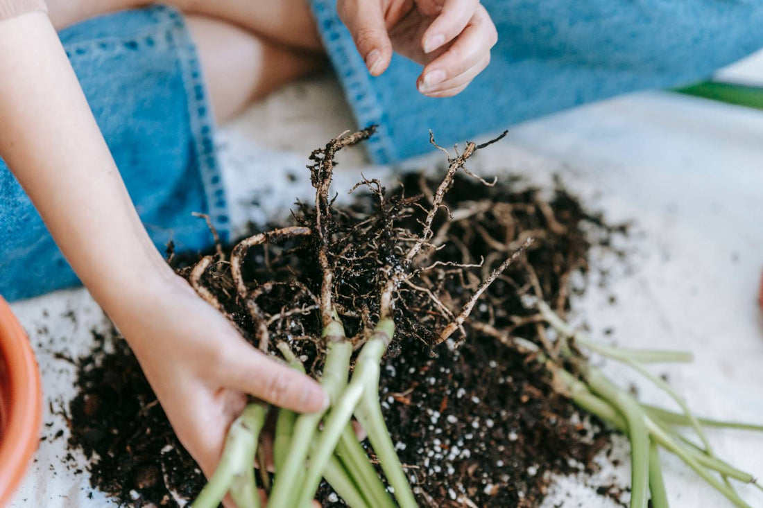 Fungicide for Root Rot: What You Need to Know