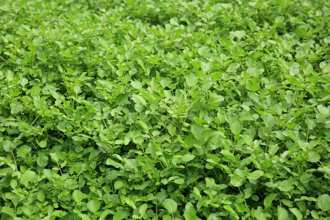 How to Grow Watercress Plants
