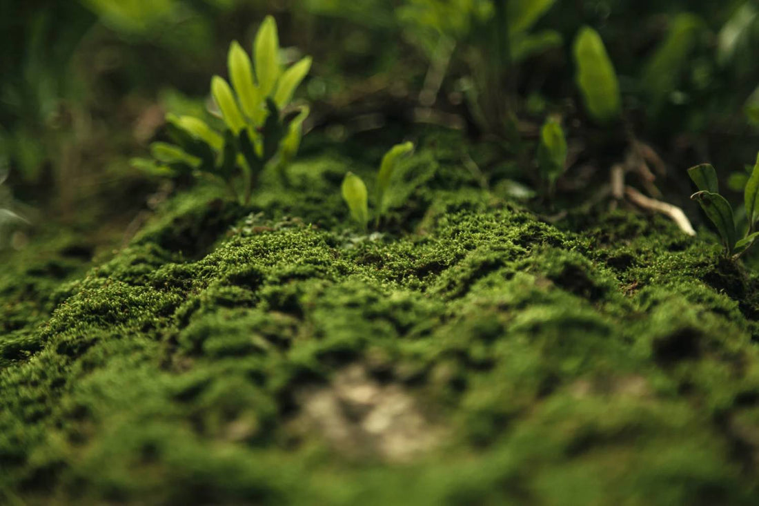 Types of Moss: Learn About Different Varieties