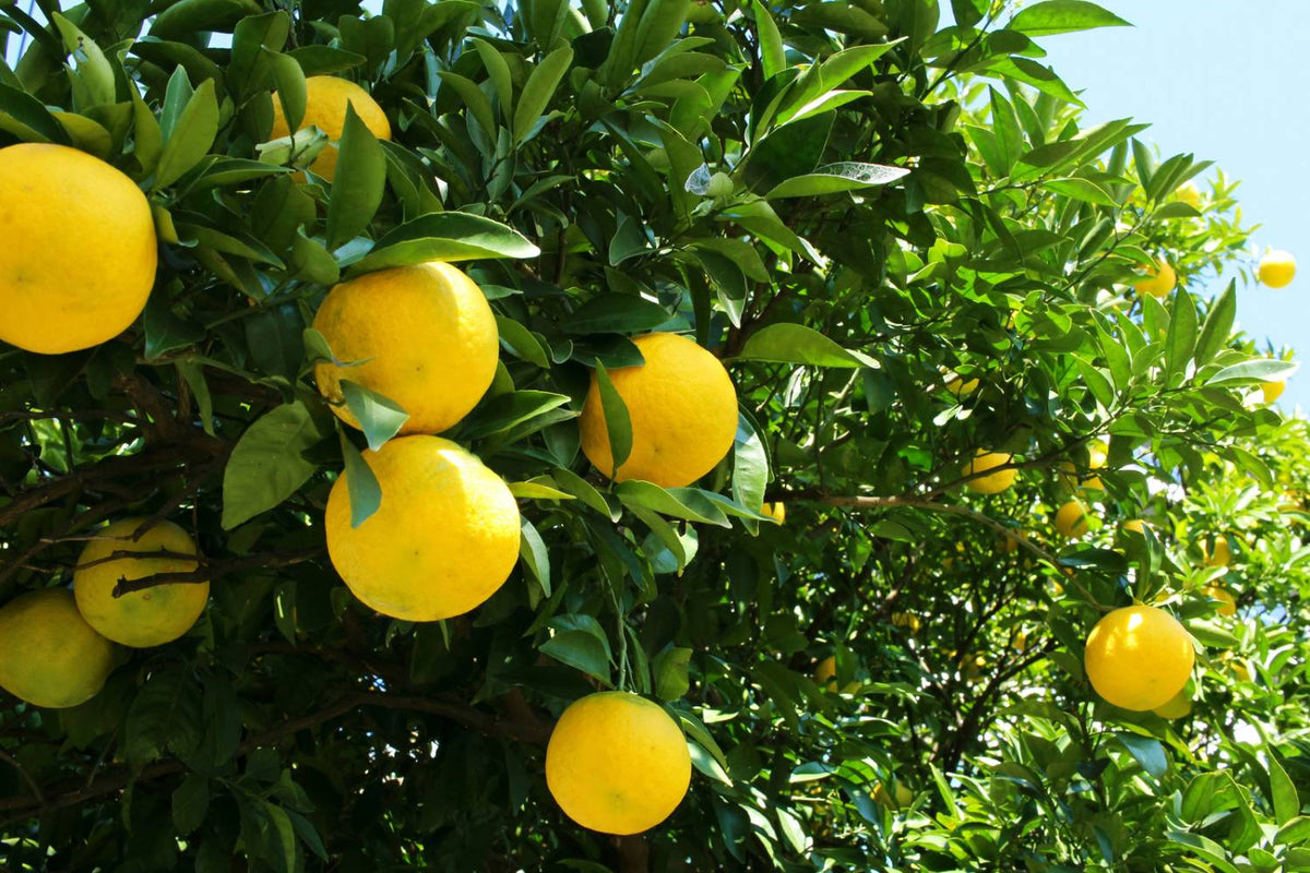 organic citrus tree fertilizer