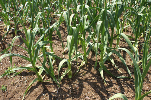 Best Garlic Companion Plants for Your Garden