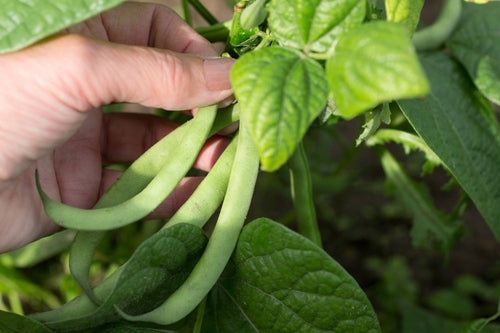 When to Pick Green Beans for Best Flavor