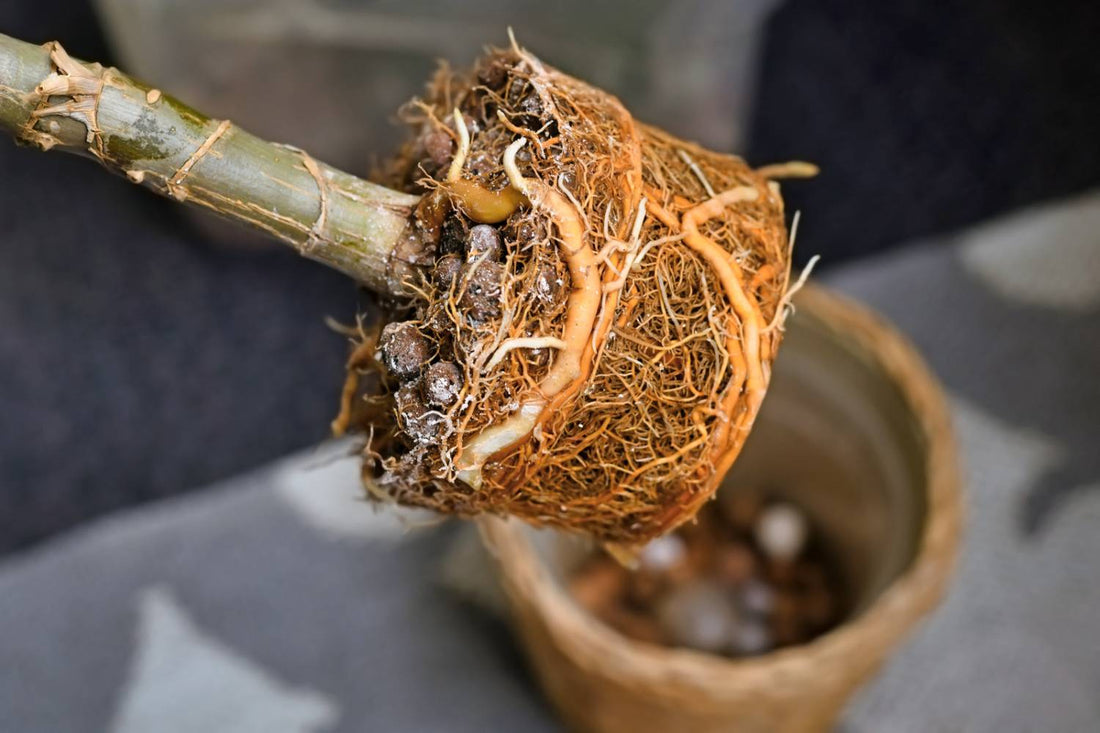Treating Root Rot with Hydrogen Peroxide Solution