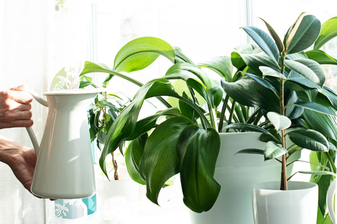 Why Are My Plants Growing So Slow? How to Fix Slow Growth
