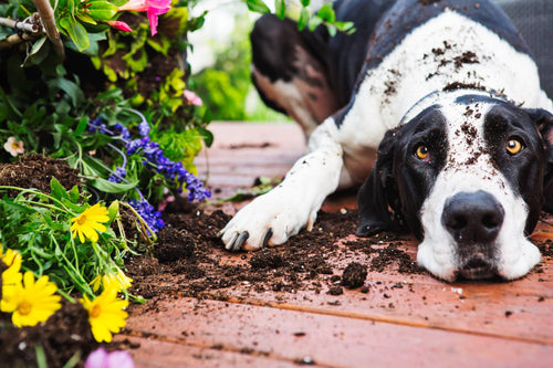 How to Keep Dogs Out of Your Garden