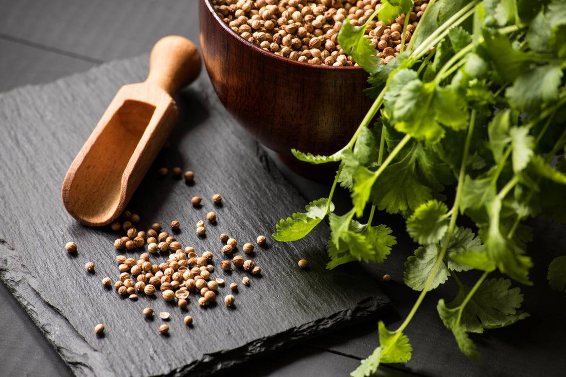 Cilantro Germination Time: How Long Does it Take to Start Seeds?